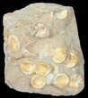 Fossil Shark (Otodus) Vertebrae Cluster - Very Cool #50950-1